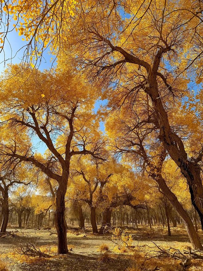 最佳观赏时间+必玩景点旅游攻略澳门新葡京app额济纳旗胡杨林(图1) 最佳观赏时间+必玩景点旅游攻略澳门新葡京app额济纳旗胡杨林(图1)