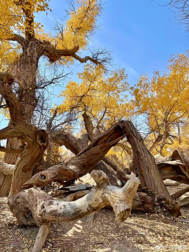 最佳观赏时间+必玩景点旅游攻略澳门新葡京app额济纳旗胡杨林(图2) 最佳观赏时间+必玩景点旅游攻略澳门新葡京app额济纳旗胡杨林(图2)