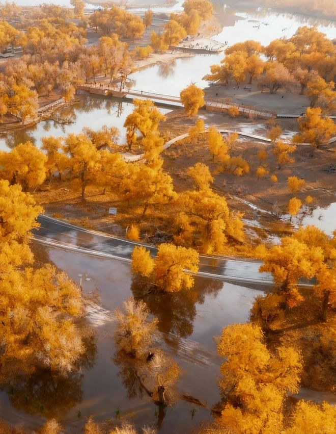 最佳观赏时间+必玩景点旅游攻略澳门新葡京app额济纳旗胡杨林(图3) 最佳观赏时间+必玩景点旅游攻略澳门新葡京app额济纳旗胡杨林(图3)